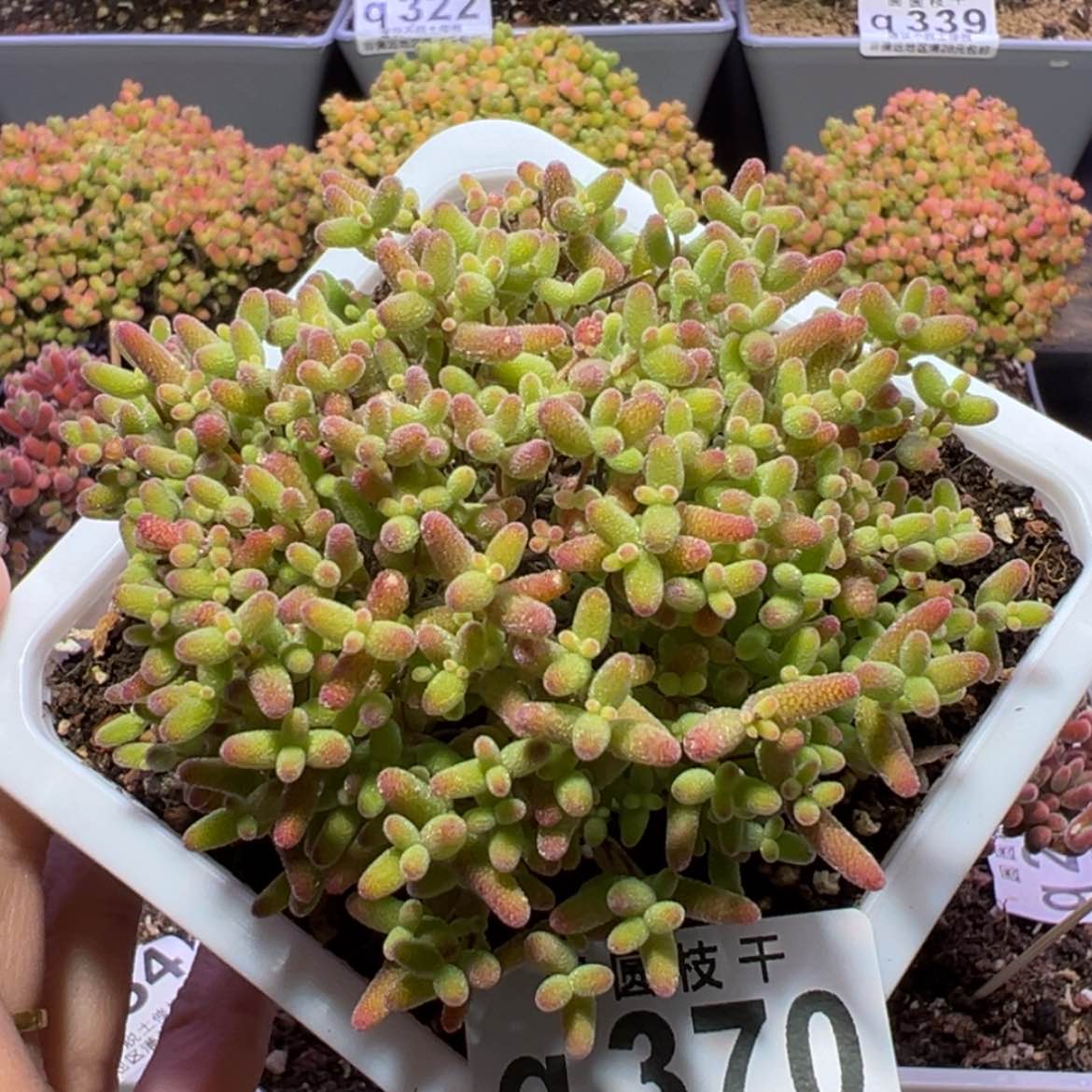 【闪购商品】q370蜜橘糖球盲盒半场福福价