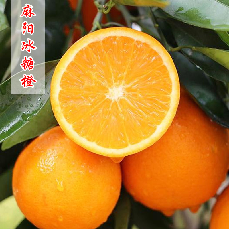 麻阳冰糖橙 当季水果 原产地现摘现发 皮薄多汁 绿色食品5斤/9斤