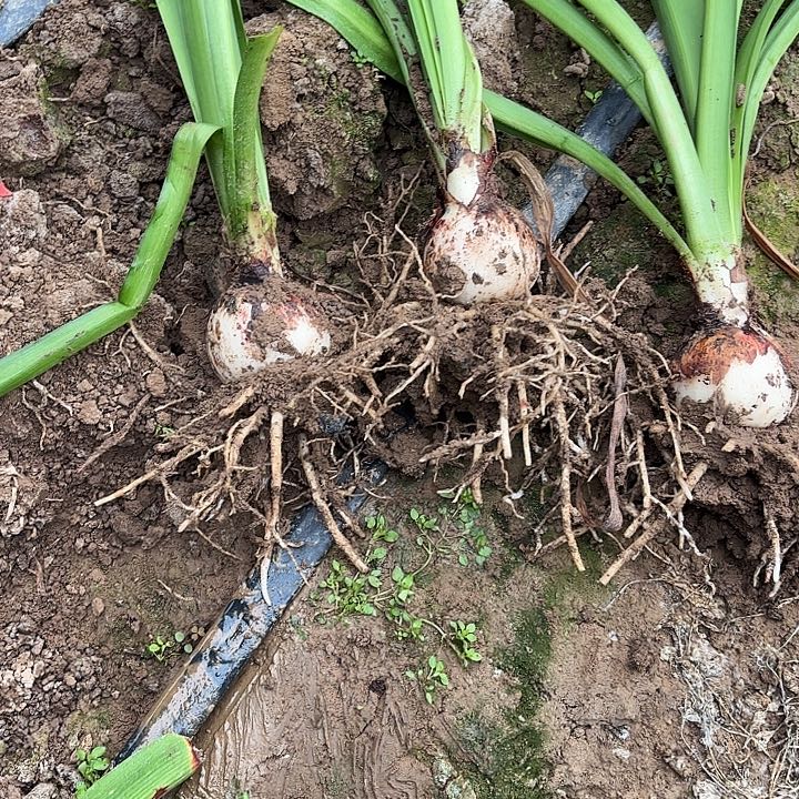 完全开放闪亮2号3棵