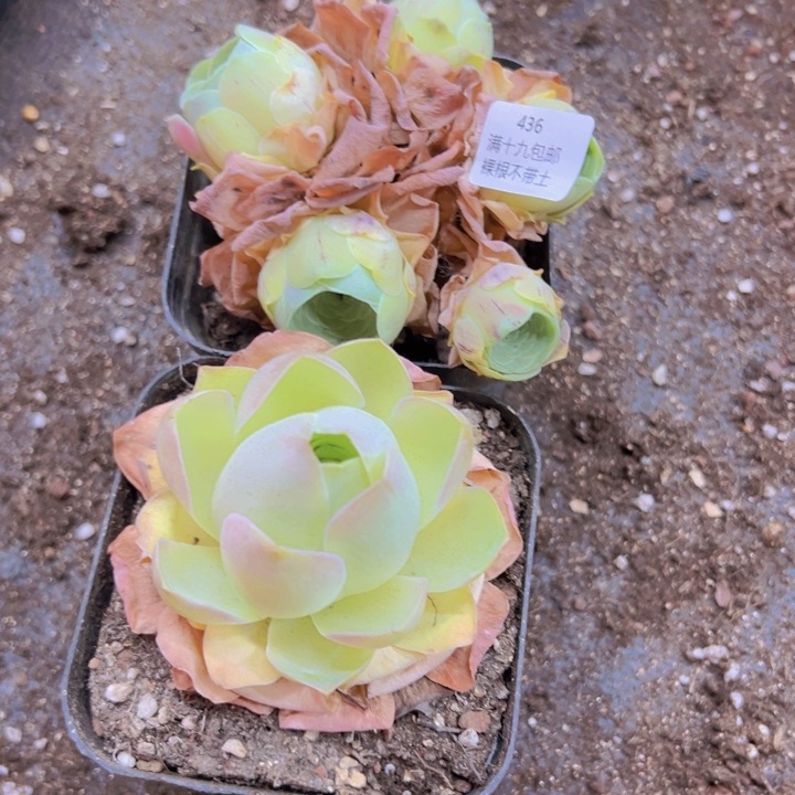 436 裸根不带土发货不包损