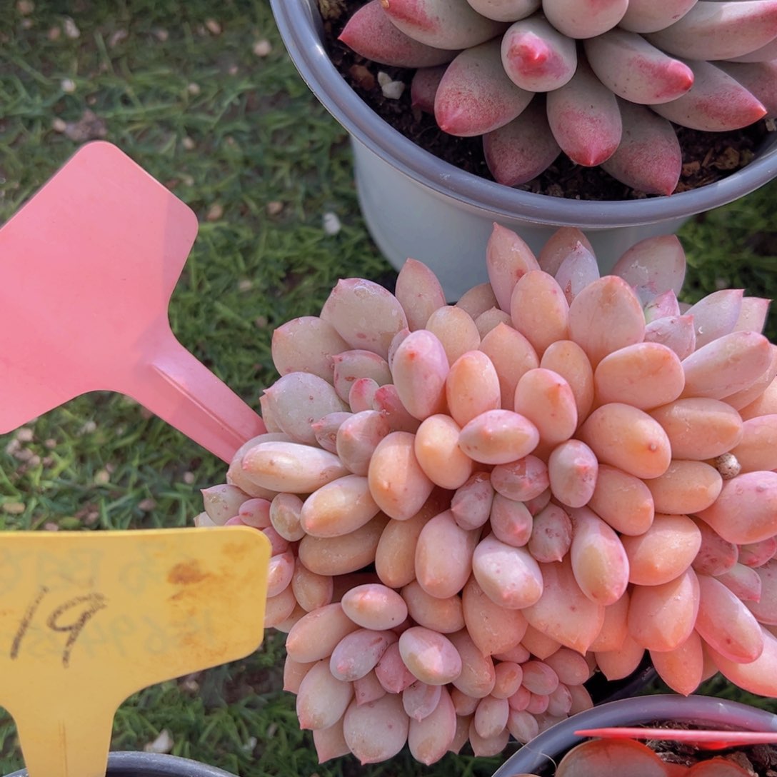 香玉的故事是一个人的故事吗