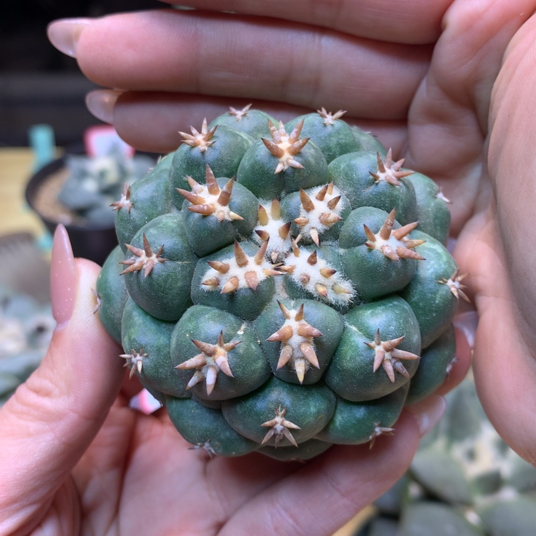        39号  自根出根短豪刺獠牙6.5公分