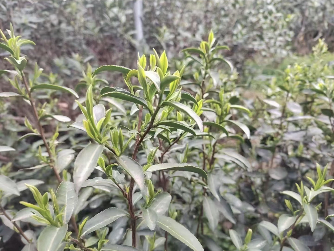 【皖美舒城】地道舒城特产舒城小兰花