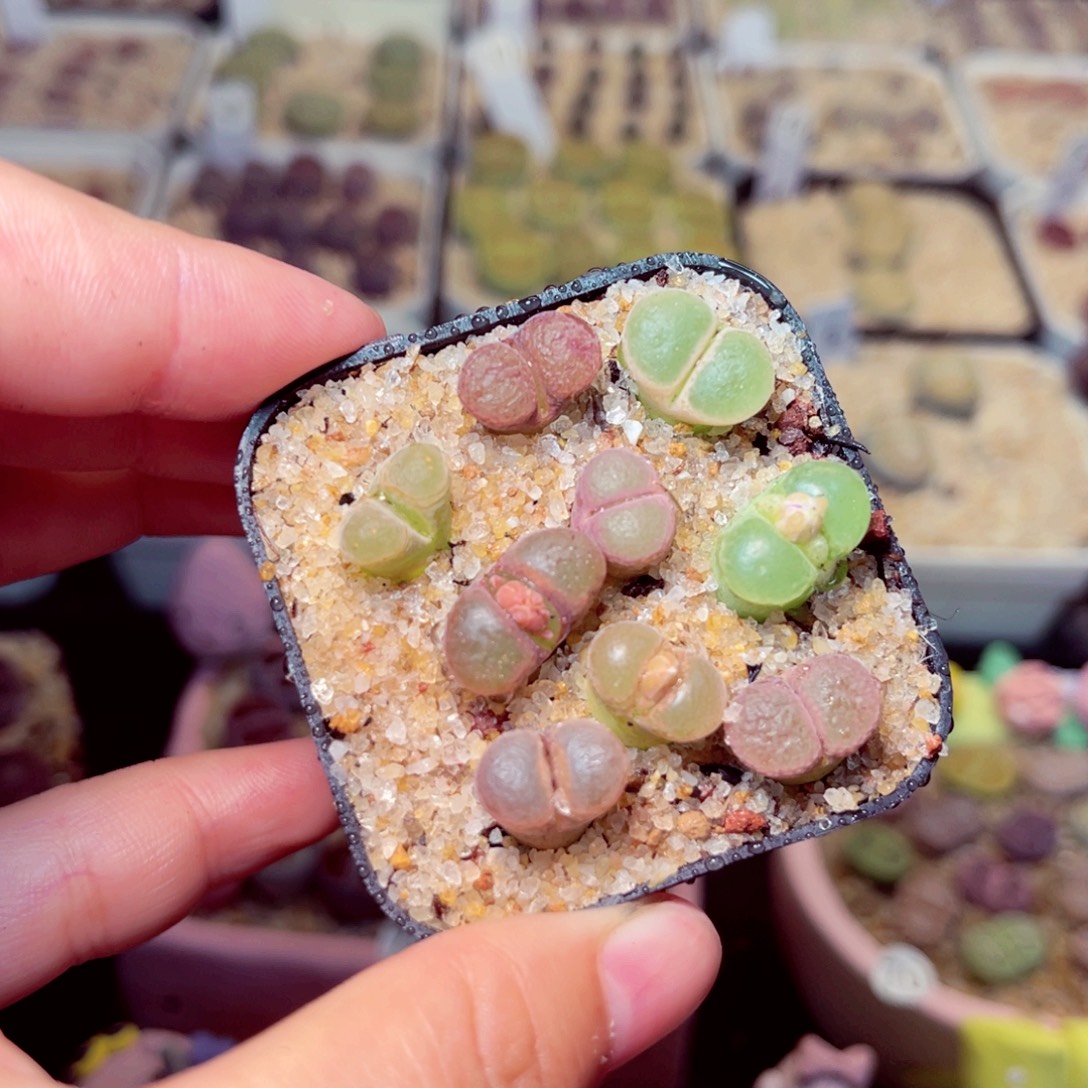 457号带盆包邮发货