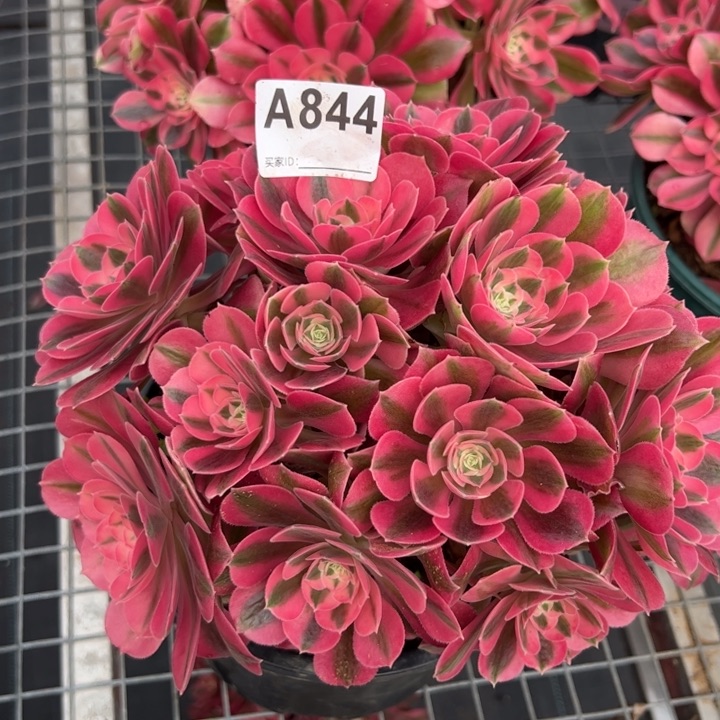 844女巫23厘米左右