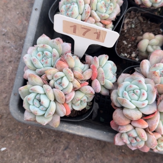 171橙梦露多肉植物多