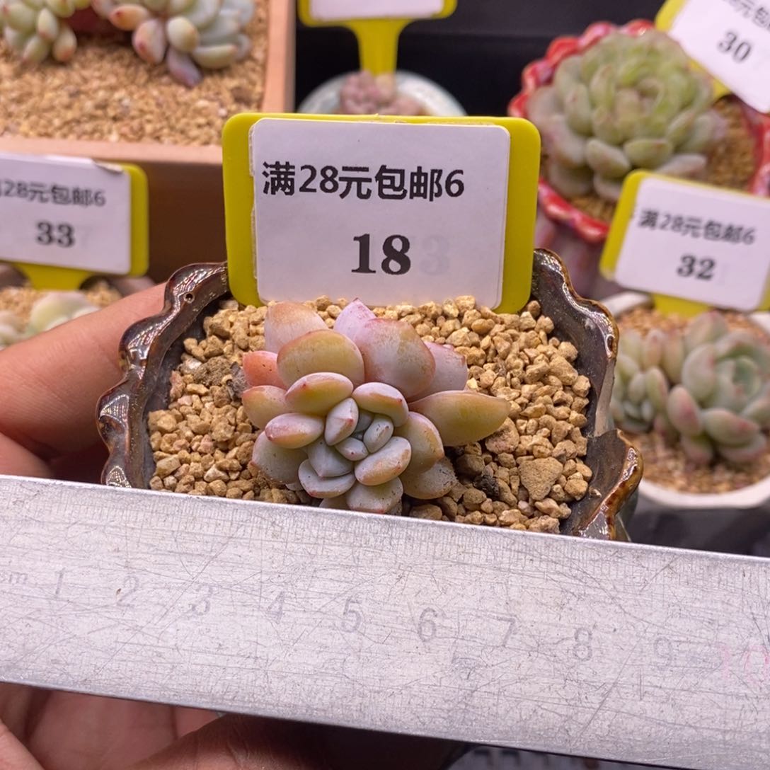 618奶茶朵朵缀化多肉