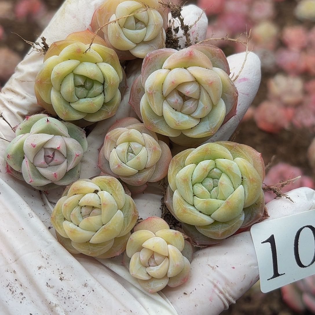 多肉植物多肉植物1068