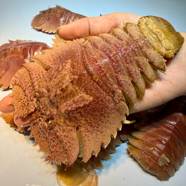 浙江海捕野生鲜活琵琶虾刺身活的九齿扇虾【鲜活海鲜充氧】