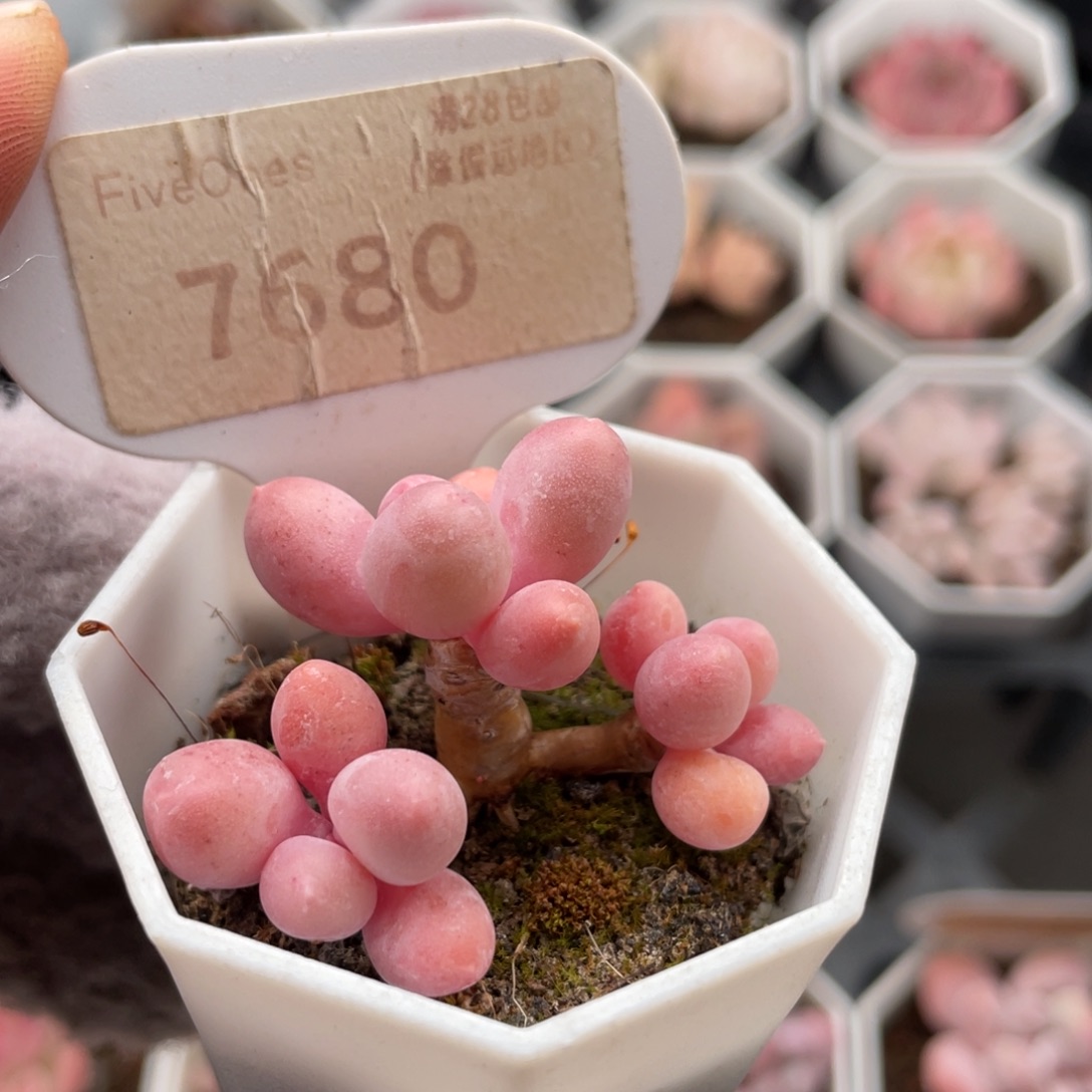 汤圆7680-4.0厘米