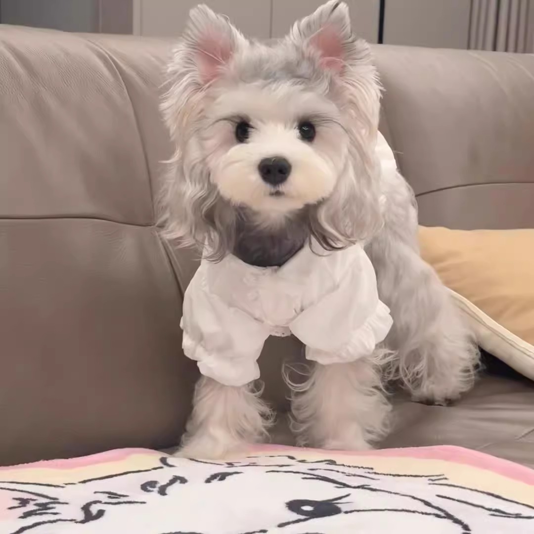 纯种迷你体雪纳瑞幼犬宠物狗家养小型犬活体飞耳浅椒盐雪纳瑞幼崽