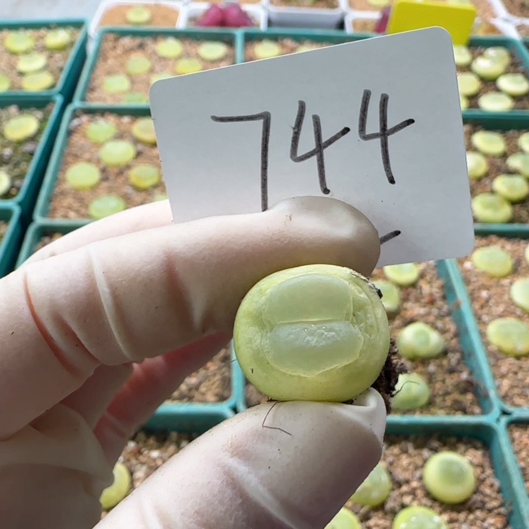 /****多肉多肉多肉2025-744 