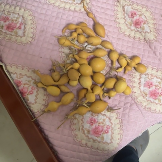 玖***芦精品蚂蚁葫芦精品