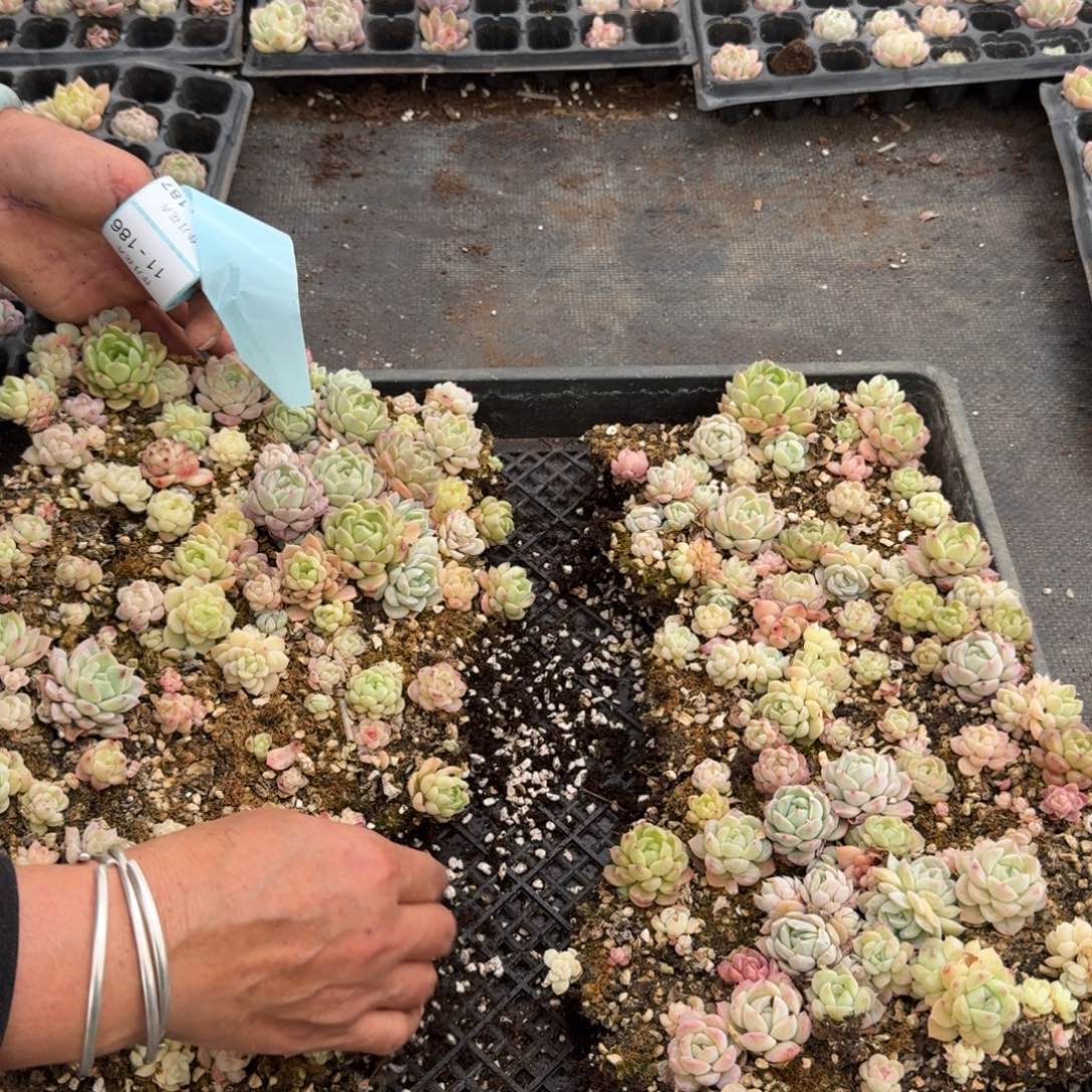 绿姬糖心一块量拍11-184不带筐