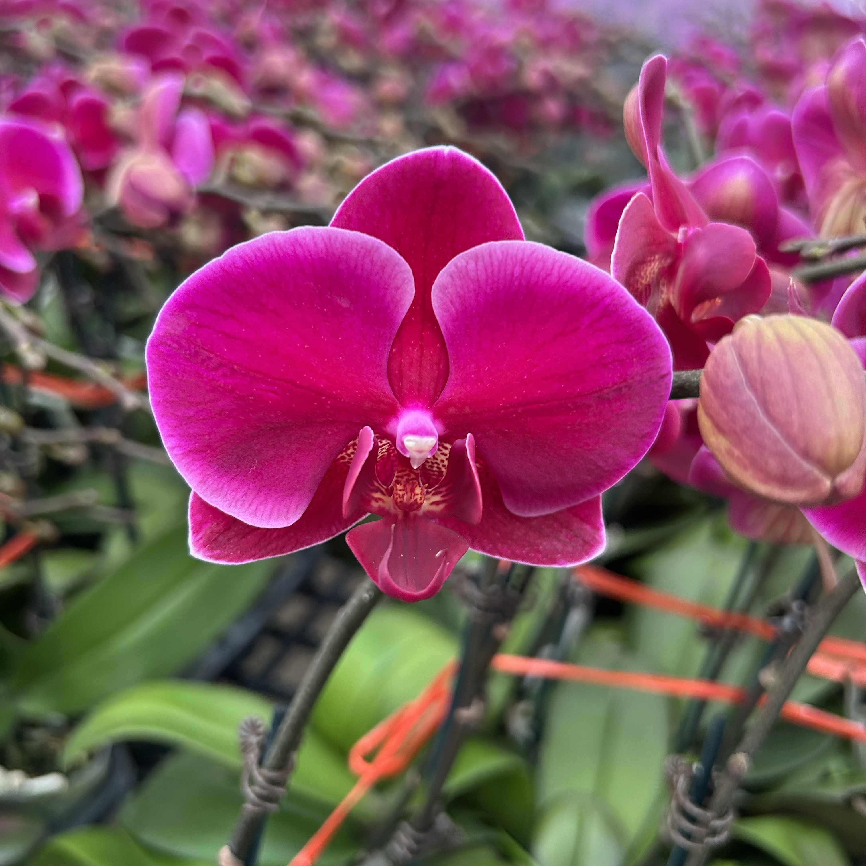 【香山】蝴蝶兰欧品佛山基地带花带花苞（保底双花剑）3颗配盆