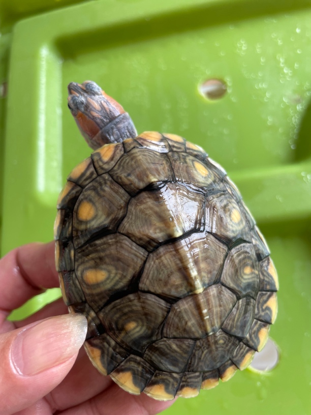 梵高巴西龟 变异巴西龟 大红头纯白底状态活泼健康 