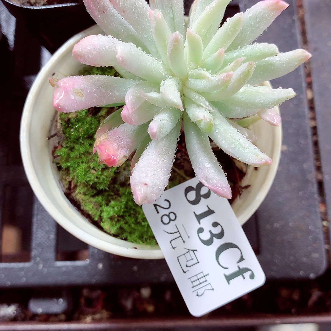 5厘米盆精控多肉813