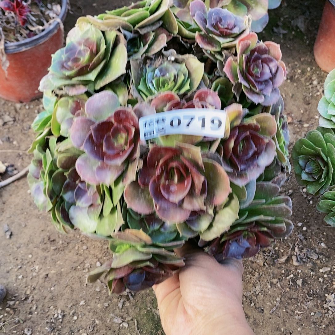 719号厚叶柠檬玫瑰多肉植物