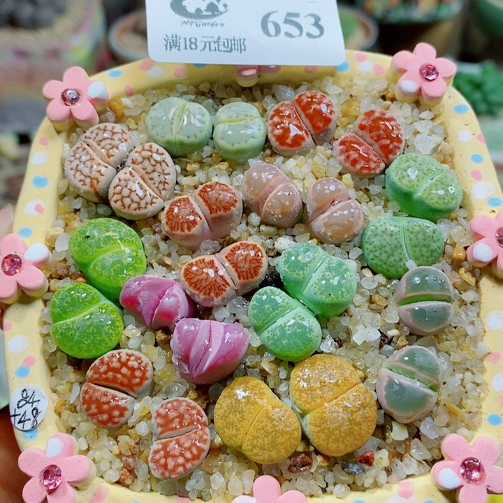 大***宏生石花花哈哈哈哈653