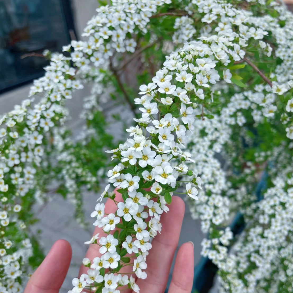 【云南A级雪柳】雪柳鲜切支花卉带花苞绿植