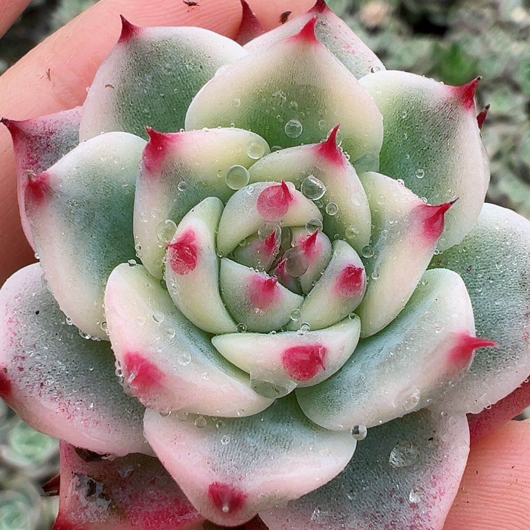 吉娃娃锦，多肉植物