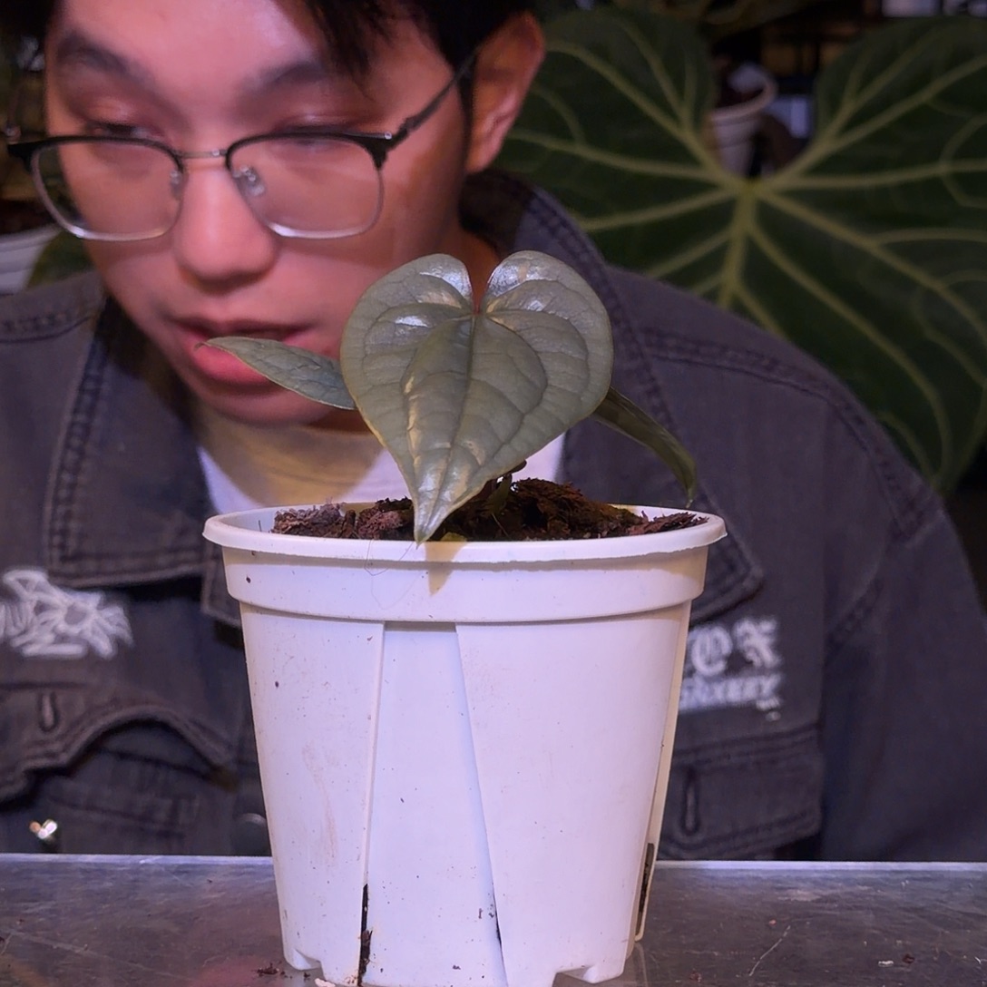 完全开放F593 籽播奢华