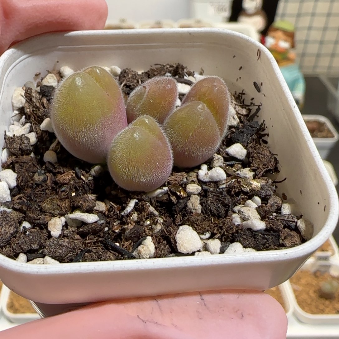 *****肉锥多肉植物组合-长毛翠滴1507