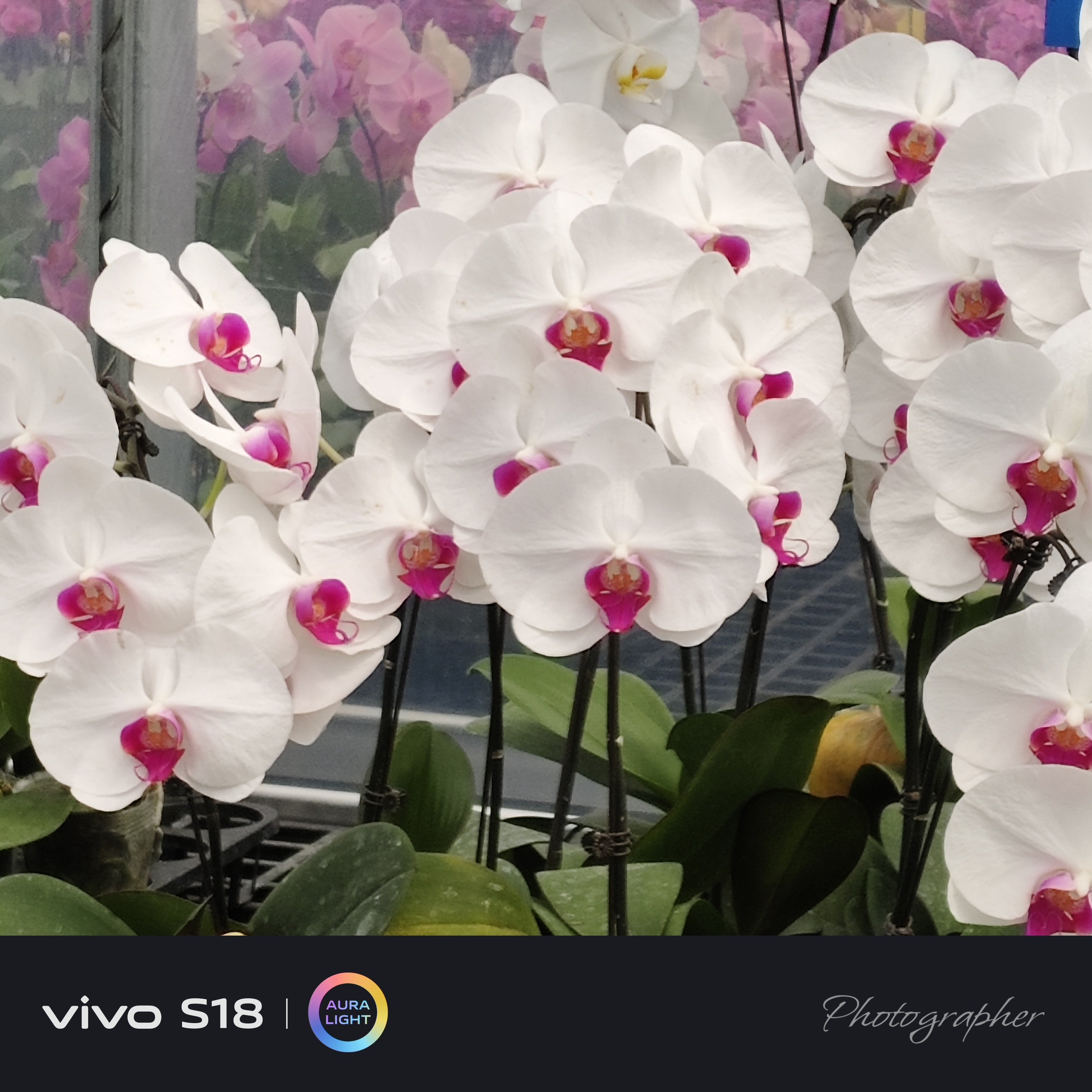 【白花红心】蝴蝶兰花苗3.5寸