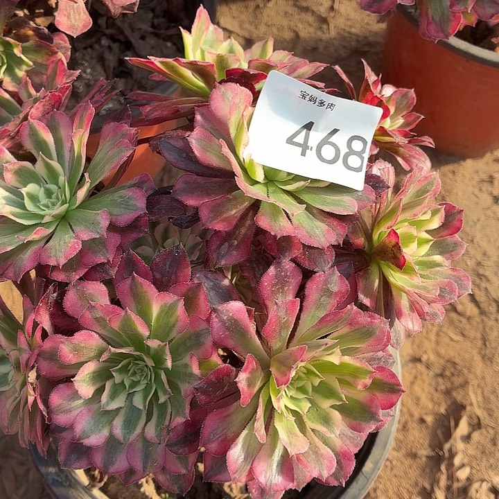 468号一物一拍1棵脱土