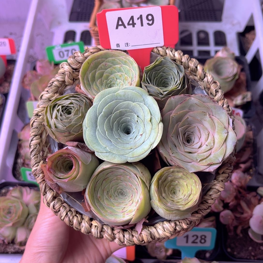 爱***你山地玫瑰一物一拍花篮 A419 8颗裸根玫瑰