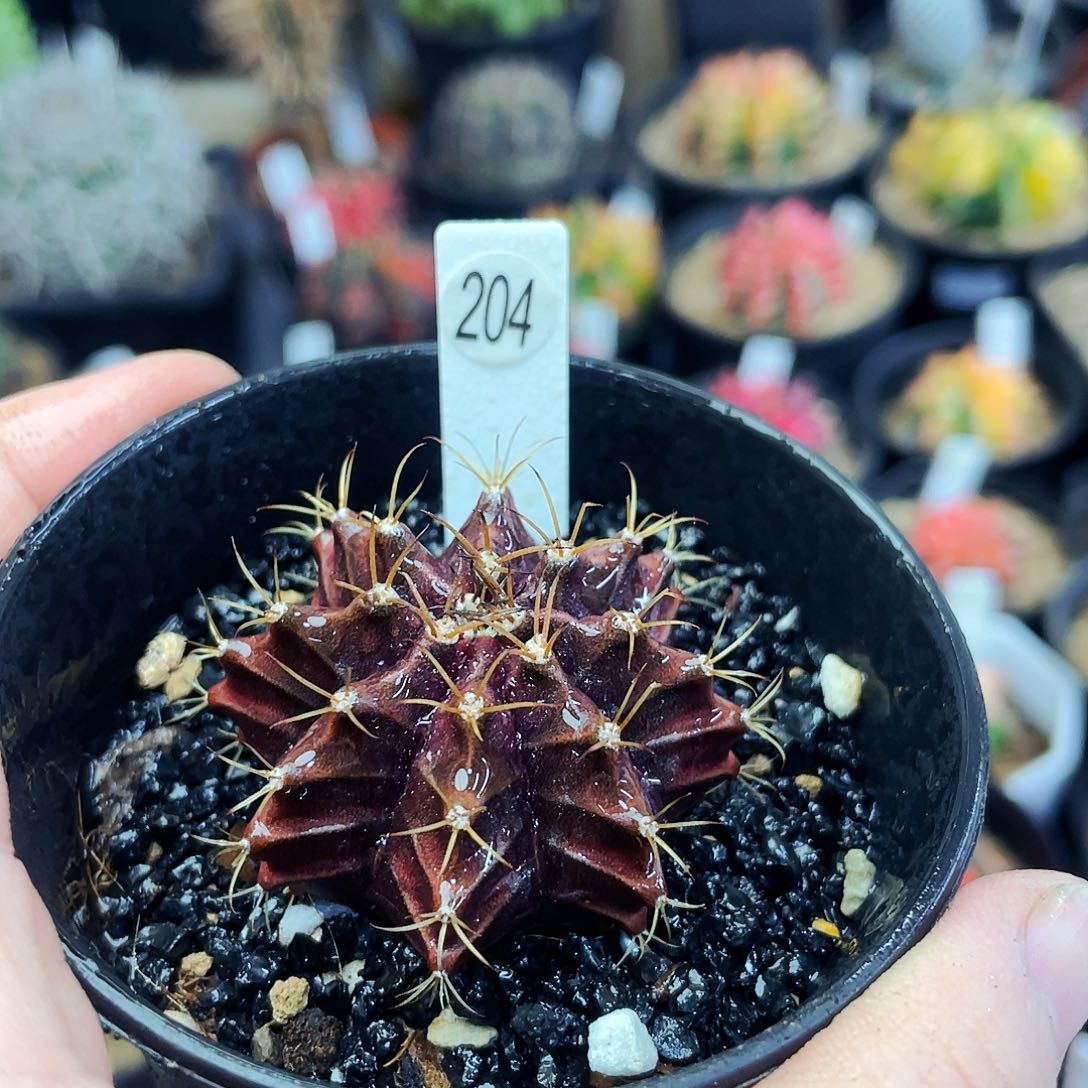 非偏远地区满25包邮仙人球