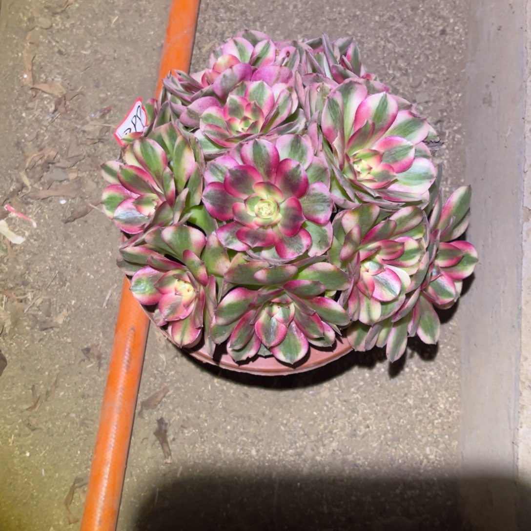莉***莉099多肉植物荔枝法师