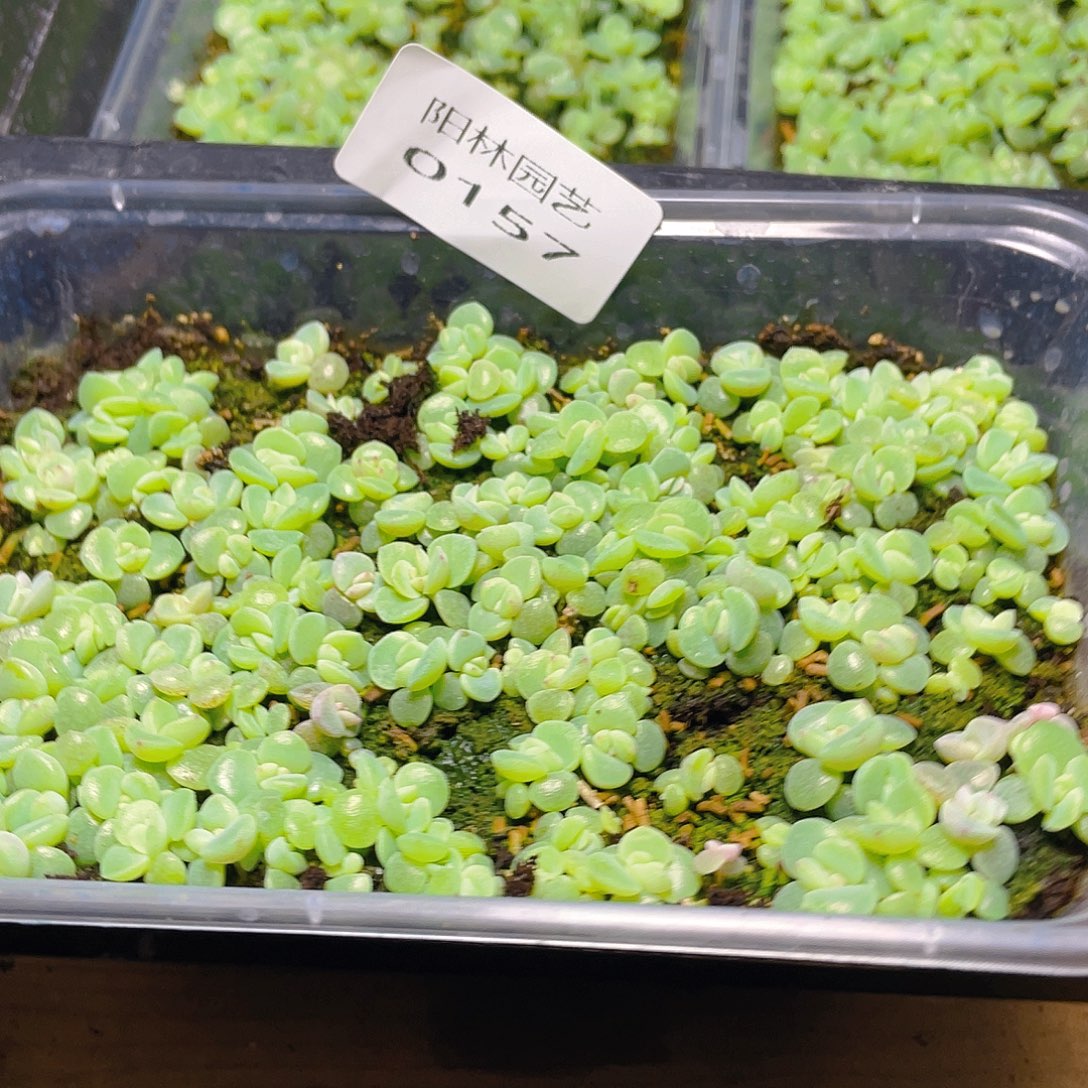 @***.多肉植物多肉植物157