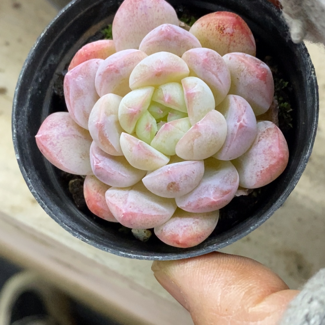 精品多肉一物一拍不包整241