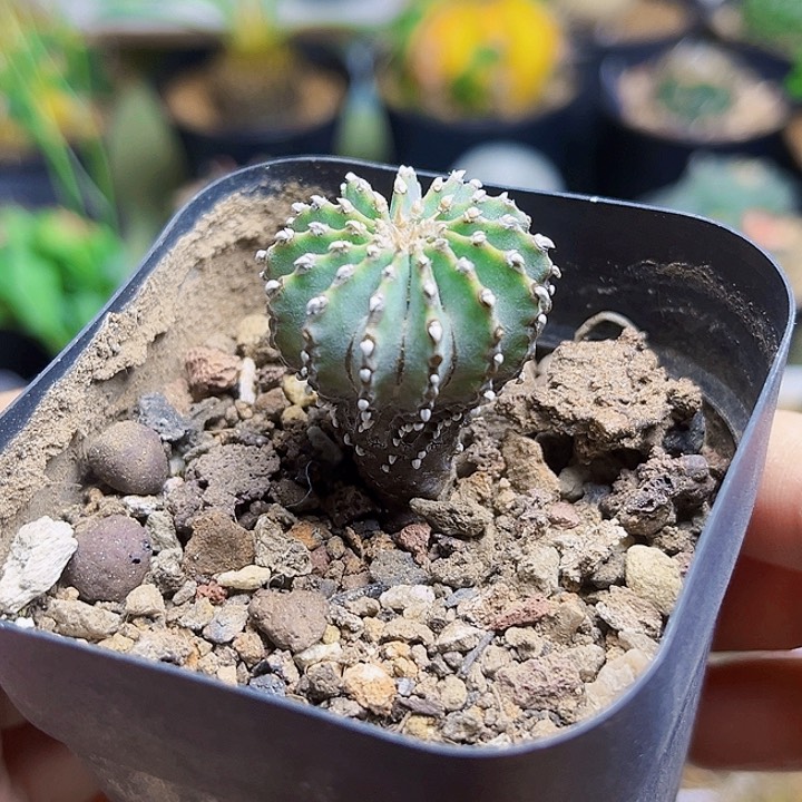 实生薄叶花笼2.6公分