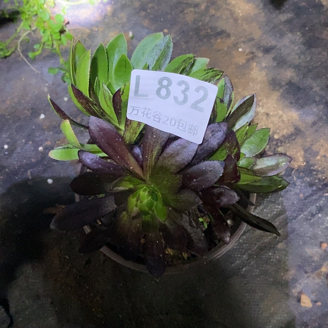 832水墨丹青砍过多肉植物