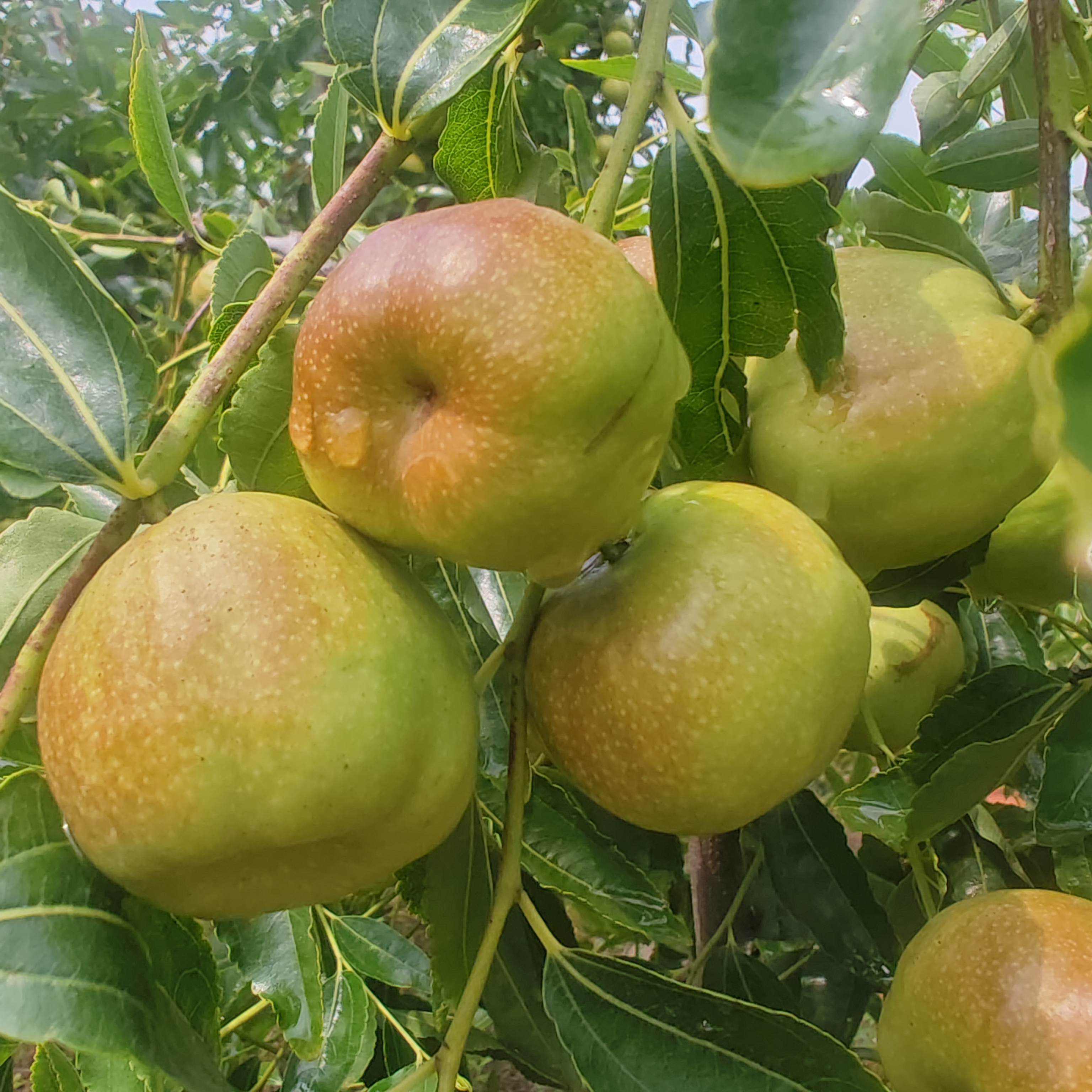 蟠王枣树苗盆栽南方北方种植室内室外阳台果树盆栽阳台水果树苗