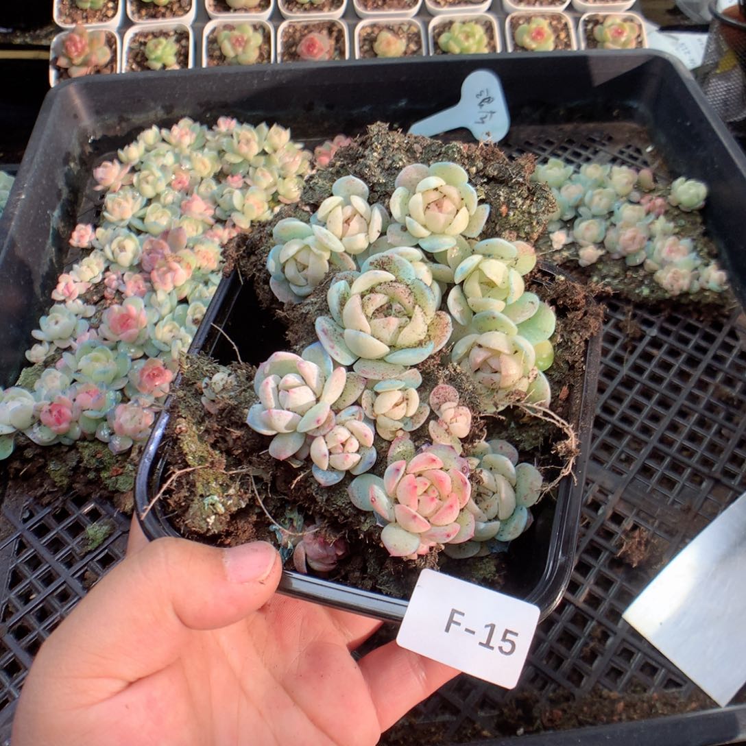 无花朵F15英语英语