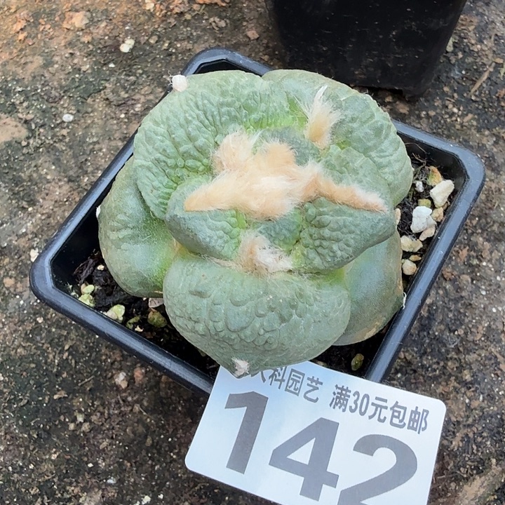 无花朵142白肌大尤哥怒东三