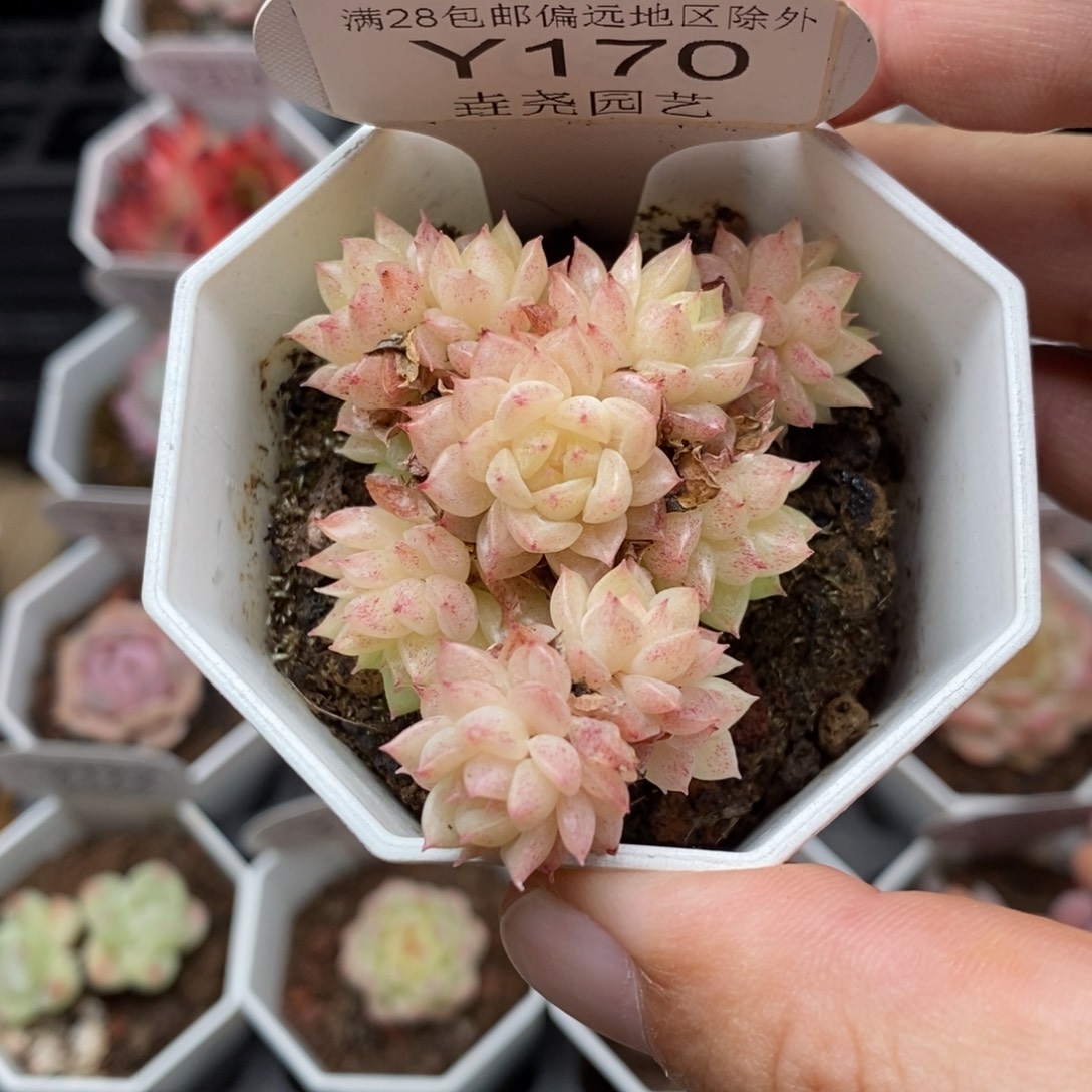 0170 麦秆群 不包整 5cm