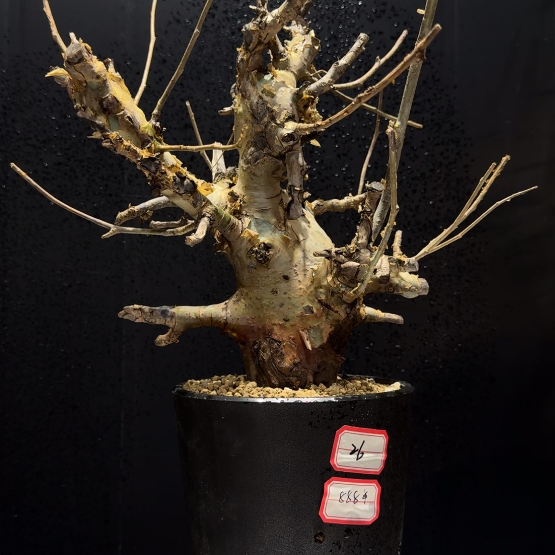 图坎蓝白皮可包货损