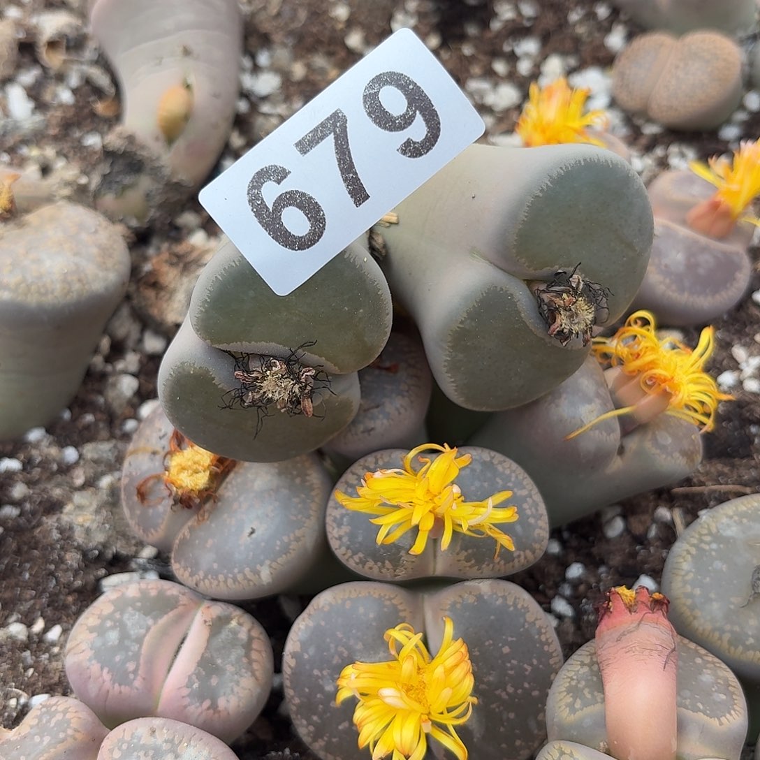 丶***卉生石花一物一拍679