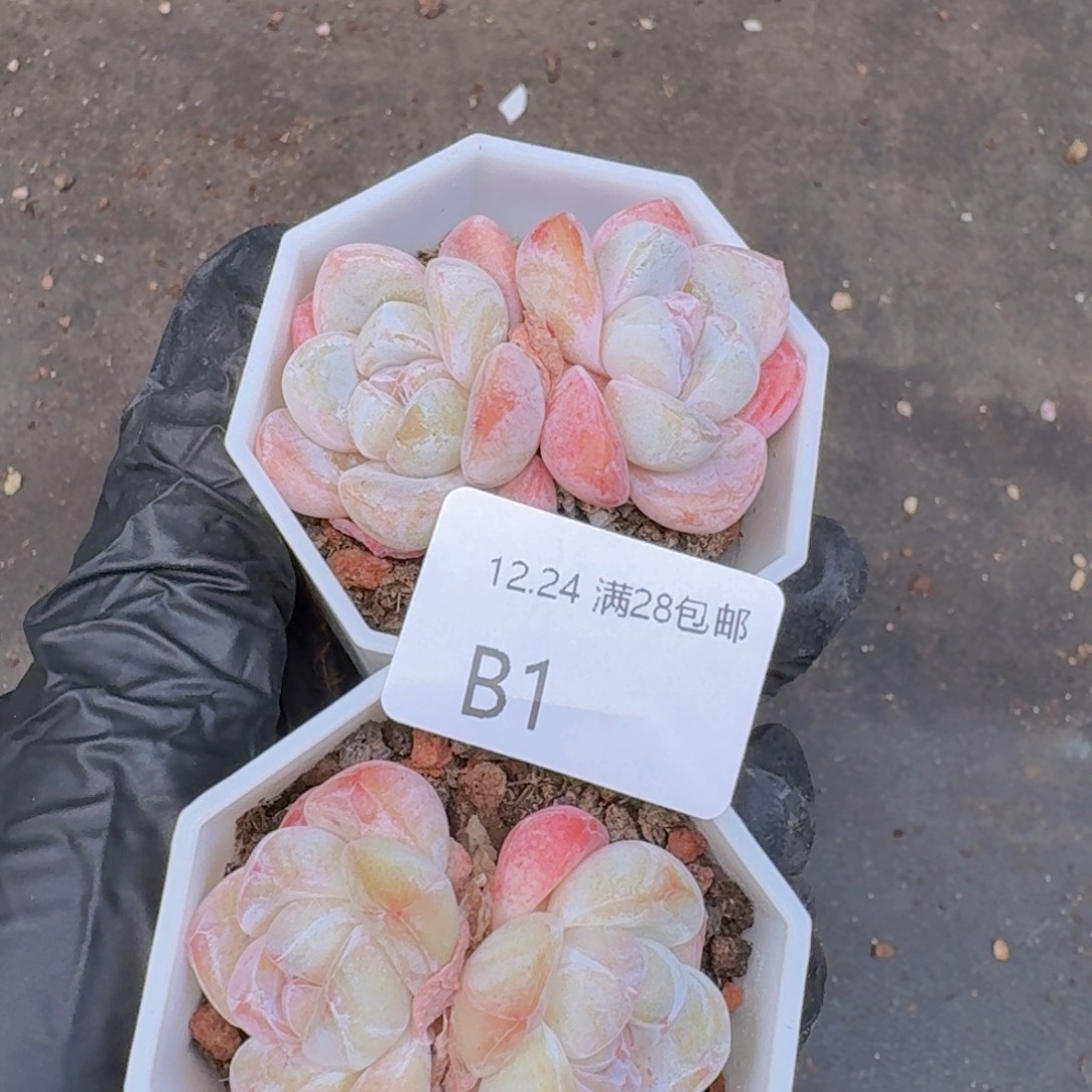 W***n一组2颗带盆带土1