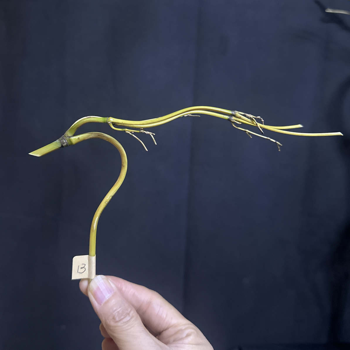 精品长龙角 葫芦龙头葫芦手捻龙头