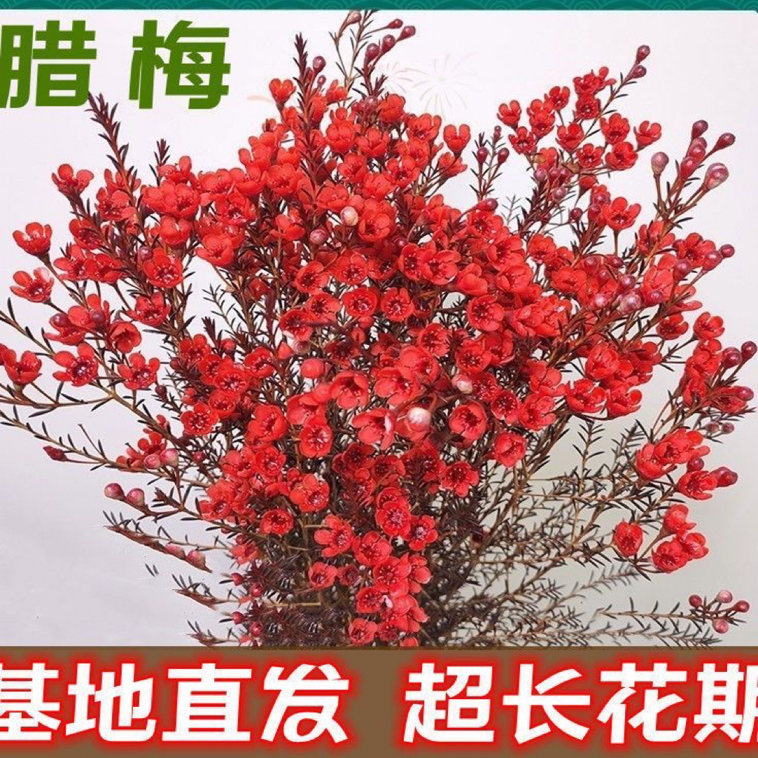 【A级澳洲腊梅】带花发货 花期超长年宵花云南鲜花鲜切家庭水培花