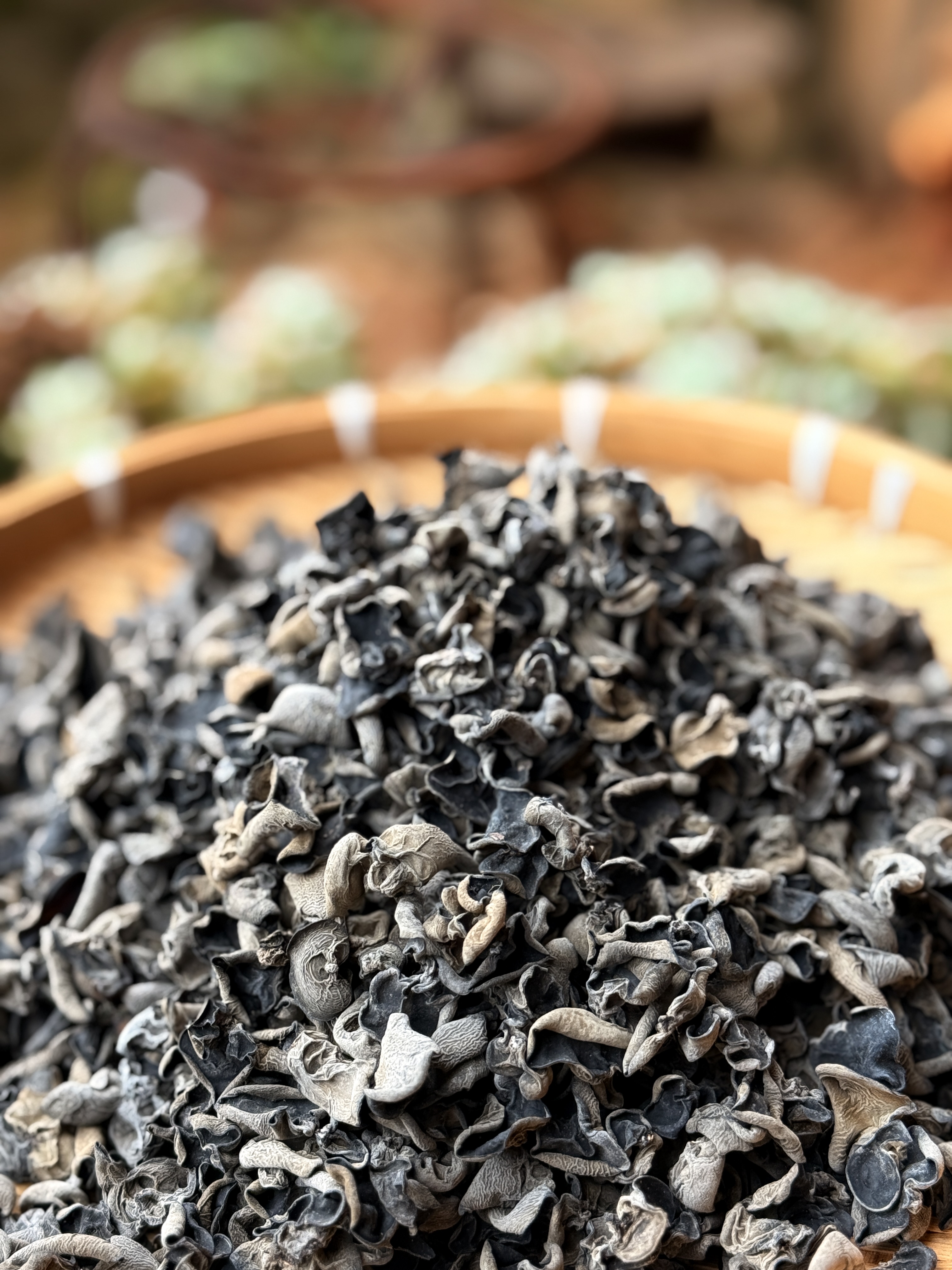 【陈博士高山现收】深山 精选 黑木耳