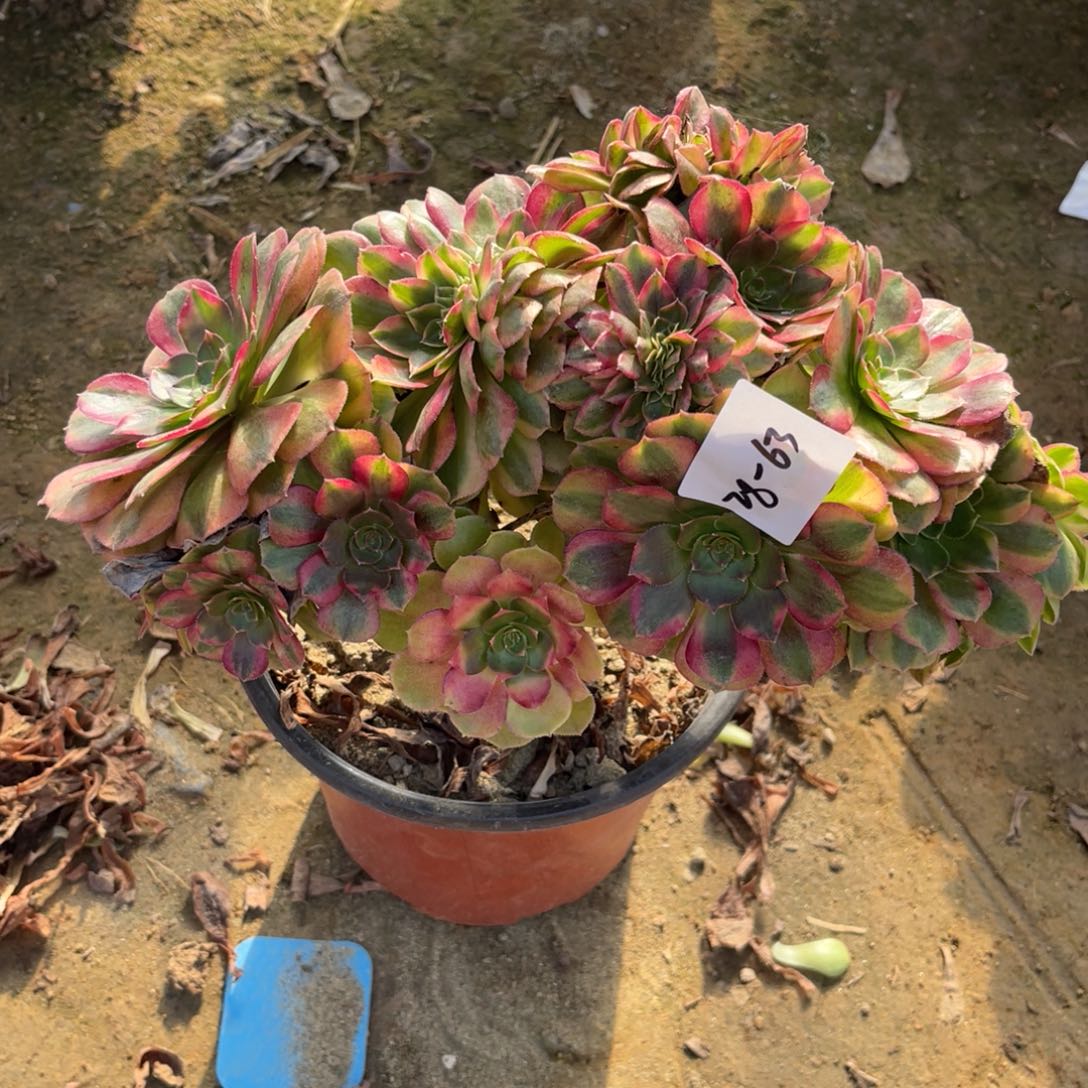 28-63雨荷缀化多肉