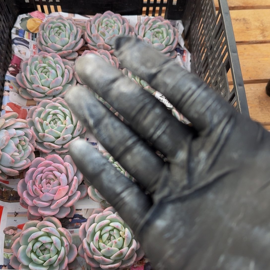 1128-27橙梦露锦嫁接无根量拍