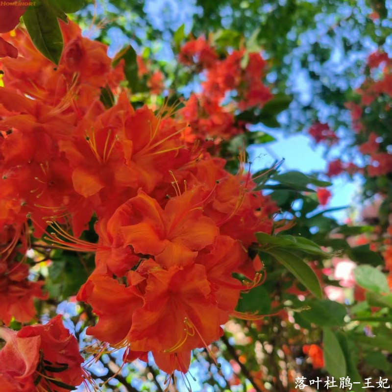 红梅园艺【直播间福利】落叶杜鹃小苗-王妃 南北适宜耐热耐寒好养活