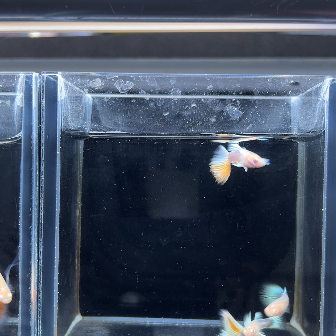 孔雀鱼白金欧翼跑红两对